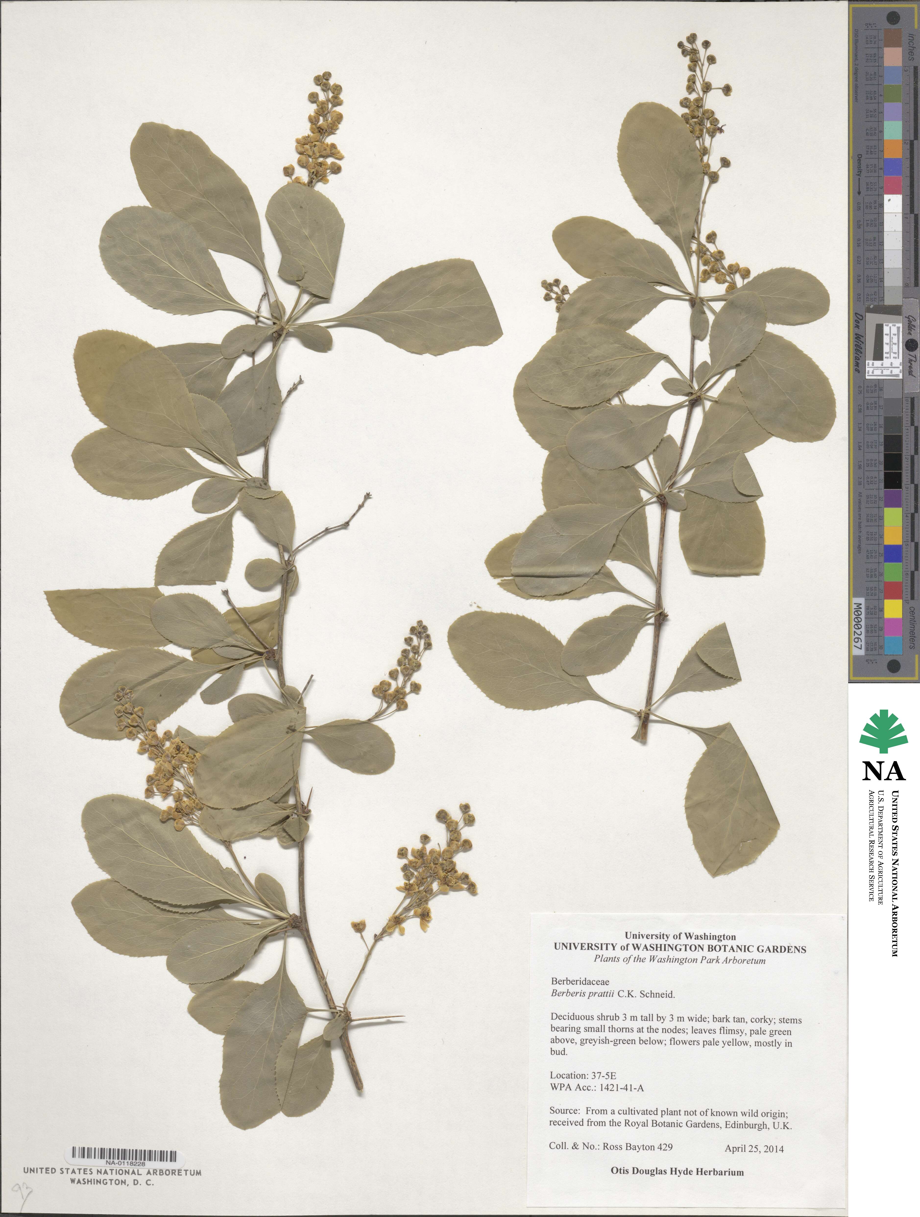 Berberis prattii image