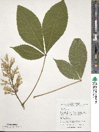 Aesculus flava image