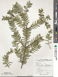 Torreya nucifera image