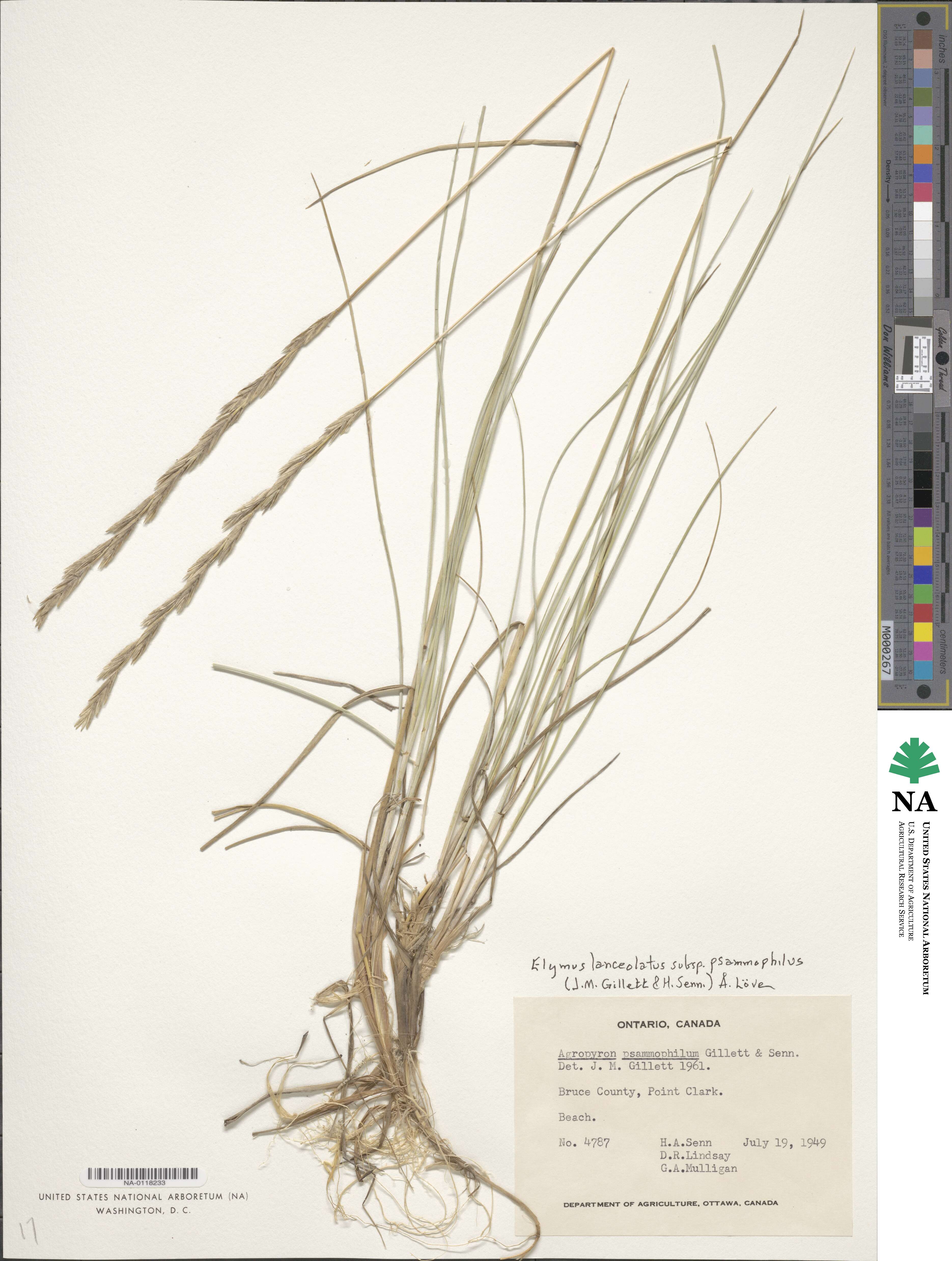 Elymus lanceolatus subsp. psammophilus image