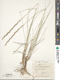 Elymus lanceolatus image