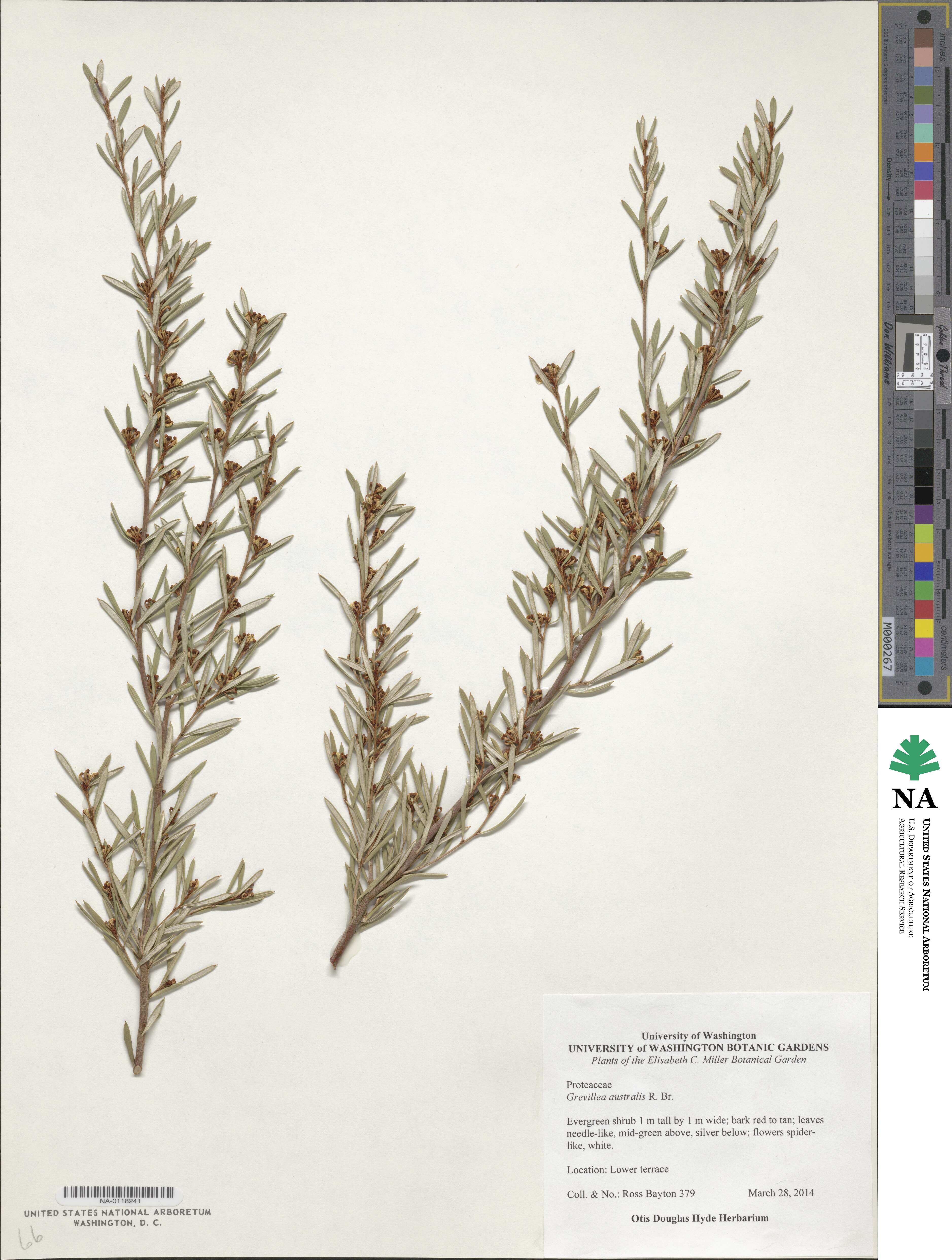 Grevillea australis image