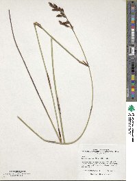 Image of Elegia tectorum