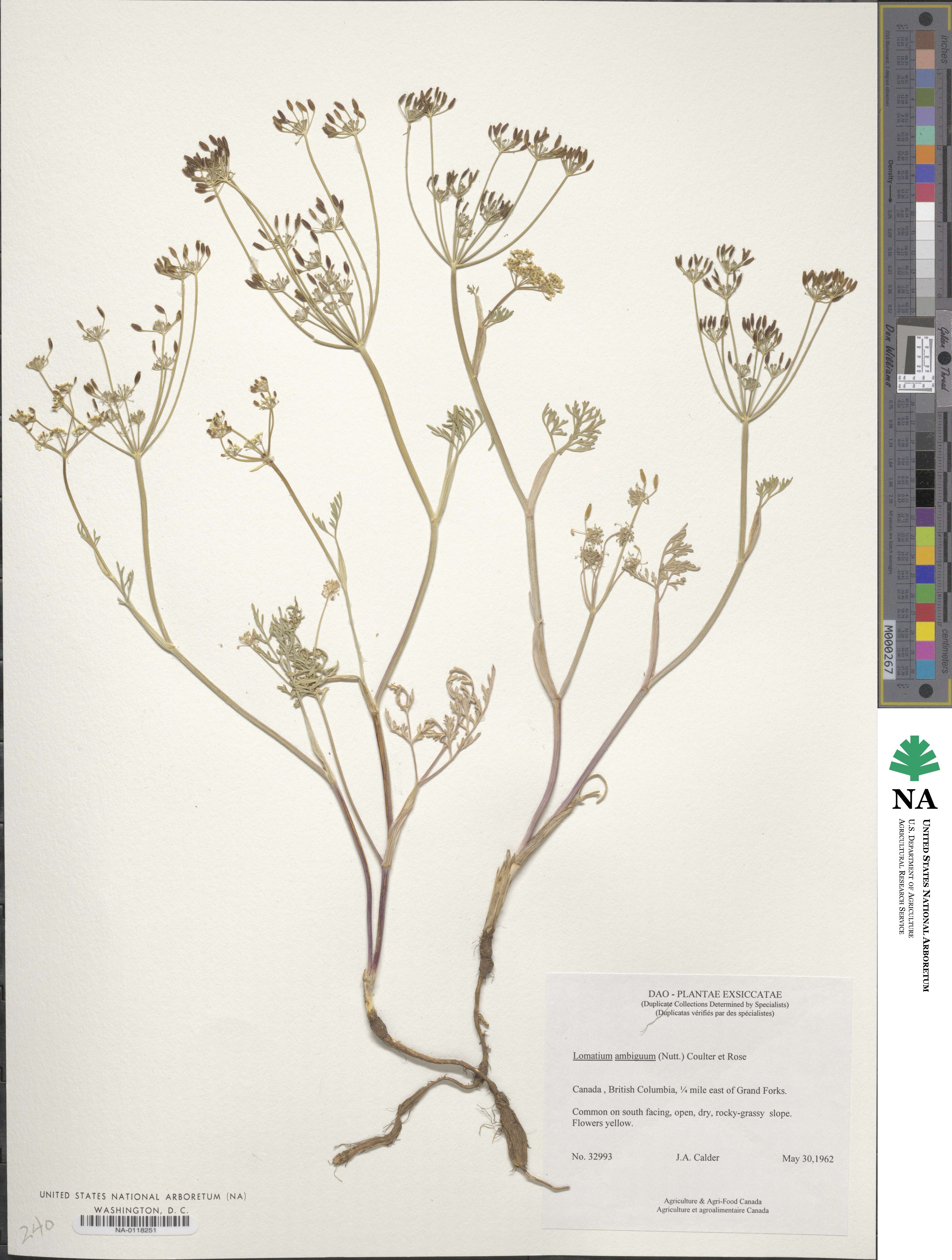 Lomatium ambiguum image