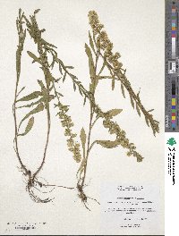 Solidago puberula image