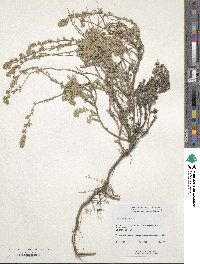 Artemisia frigida image