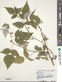 Rubus idaeus image