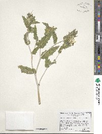 Mentzelia involucrata image