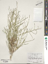 Psorothamnus schottii image