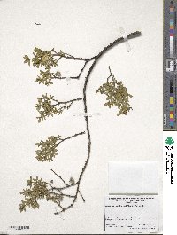 Larrea tridentata image