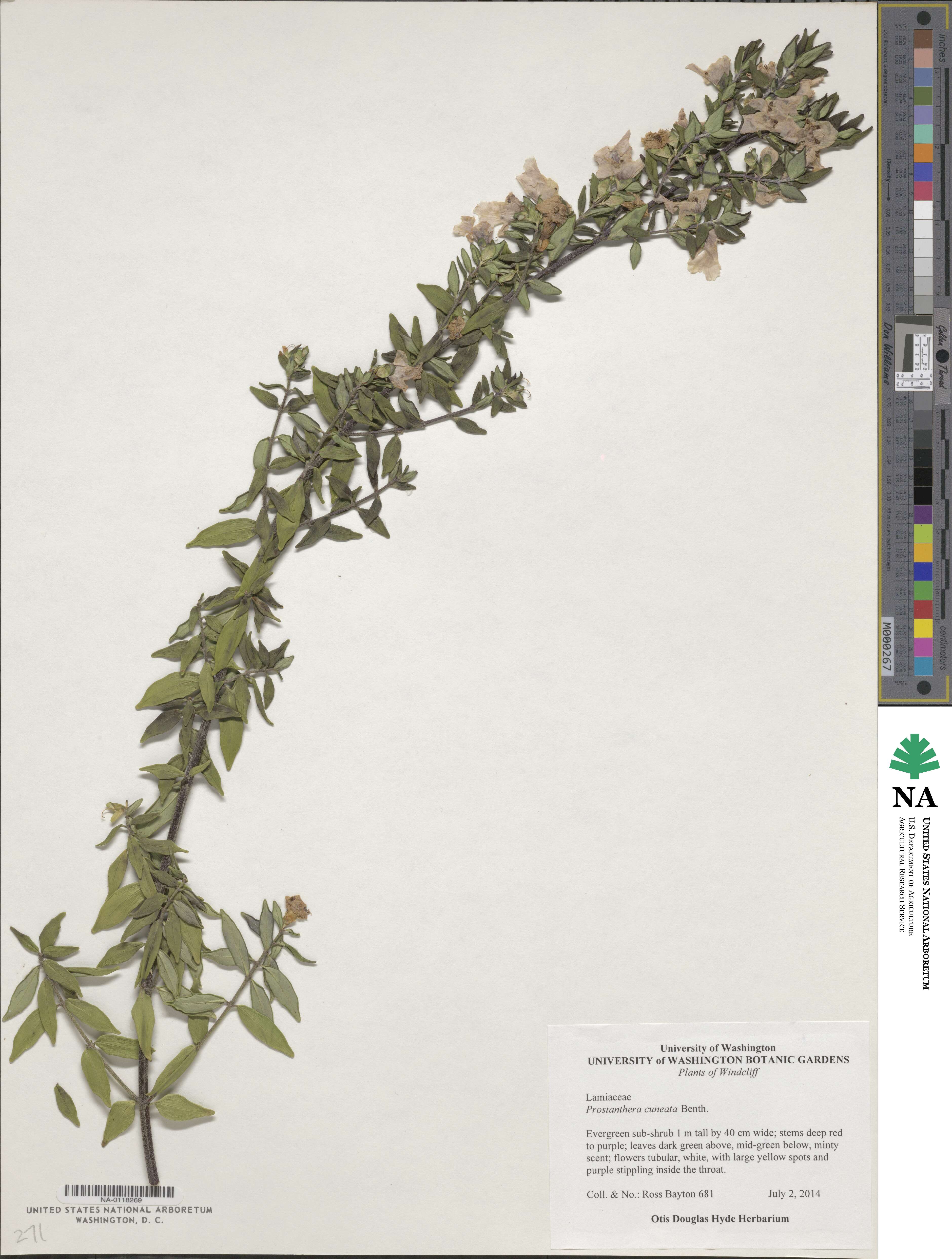 Prostanthera cuneata image