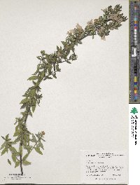 Image of Prostanthera cuneata