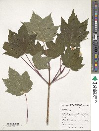 Acer caudatum image