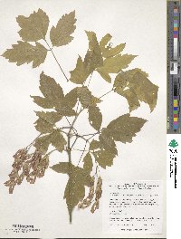 Acer negundo var. californicum image