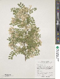 Sophora davidii image