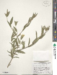 Trixis angustifolia image