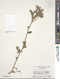 Phacelia crenulata image