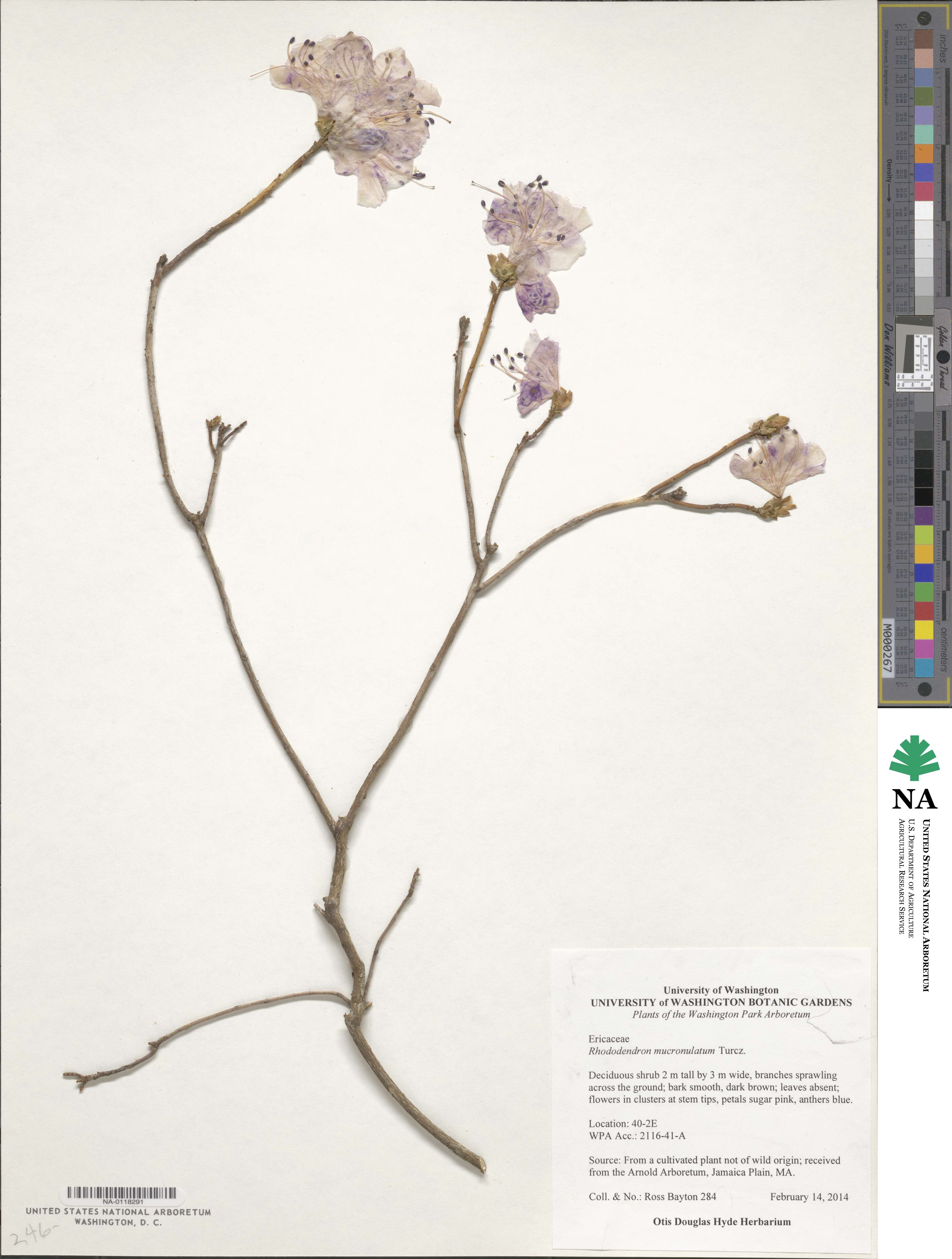 Rhododendron mucronulatum image