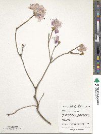 Rhododendron mucronulatum image