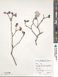 Rhododendron dauricum image