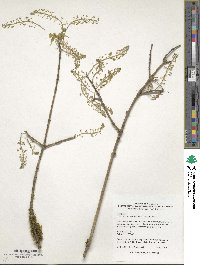 Acer cissifolium image