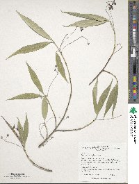 Euonymus clivicola image