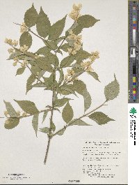 Philadelphus tenuifolius image