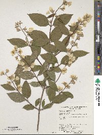 Philadelphus sericanthus image