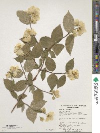 Philadelphus coronarius image