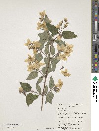 Philadelphus inodorus image