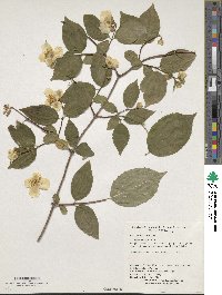 Philadelphus coronarius image