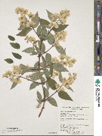 Philadelphus sericanthus image