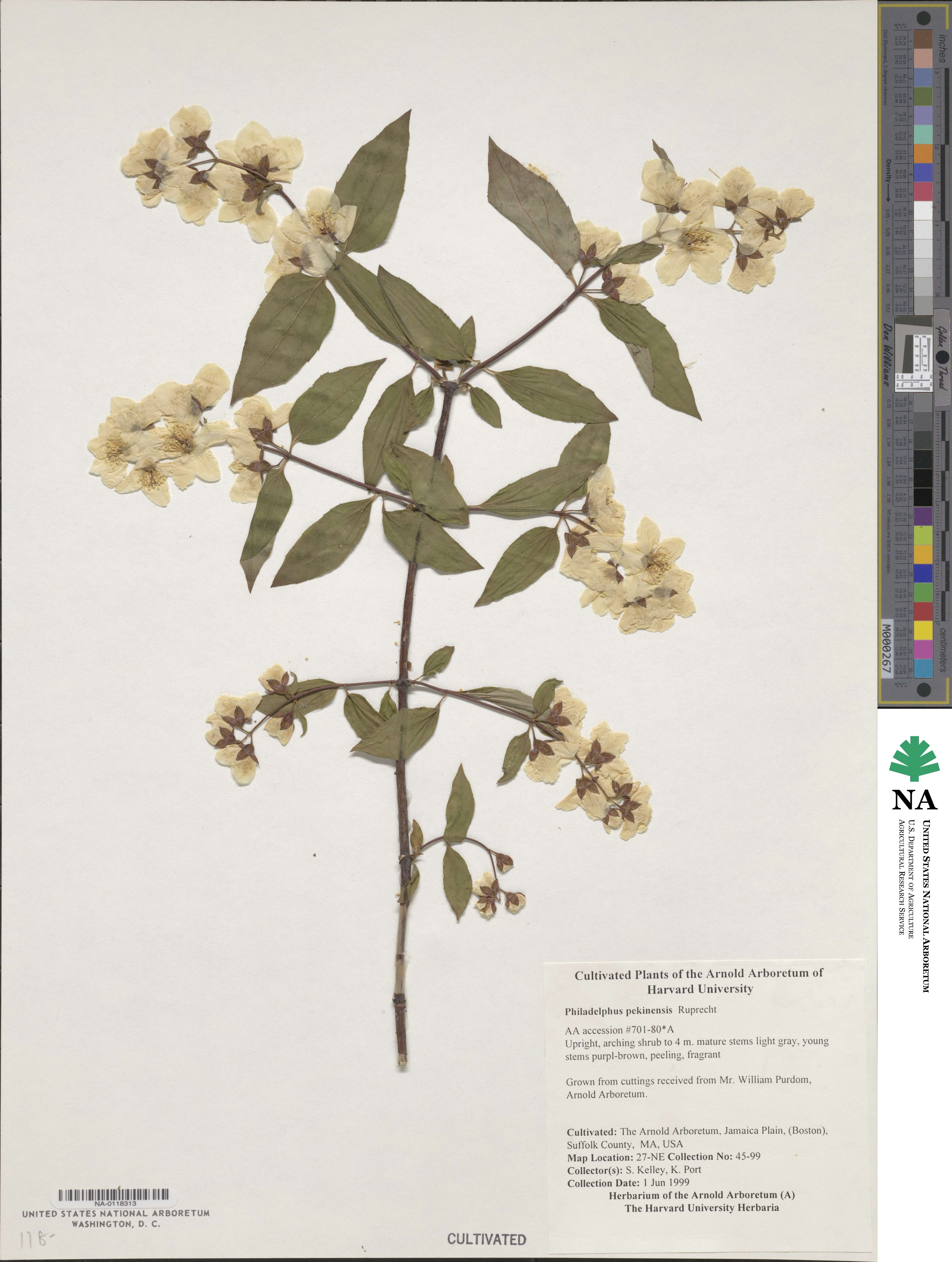 Philadelphus pekinensis image