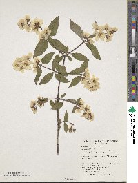 Philadelphus pekinensis image