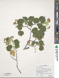 Tilia cordata image