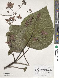 Catalpa bignonioides image