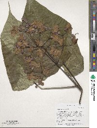 Catalpa bignonioides image