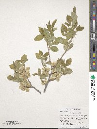 Ulmus pumila image