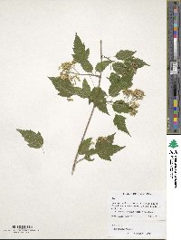 Acer tataricum image