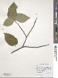 Ulmus procera image