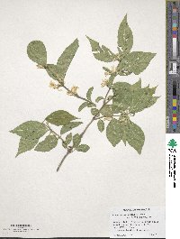 Lonicera maackii image