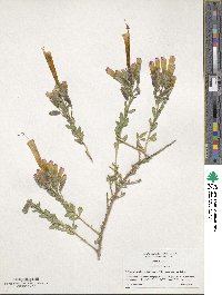 Cantua candelilla image