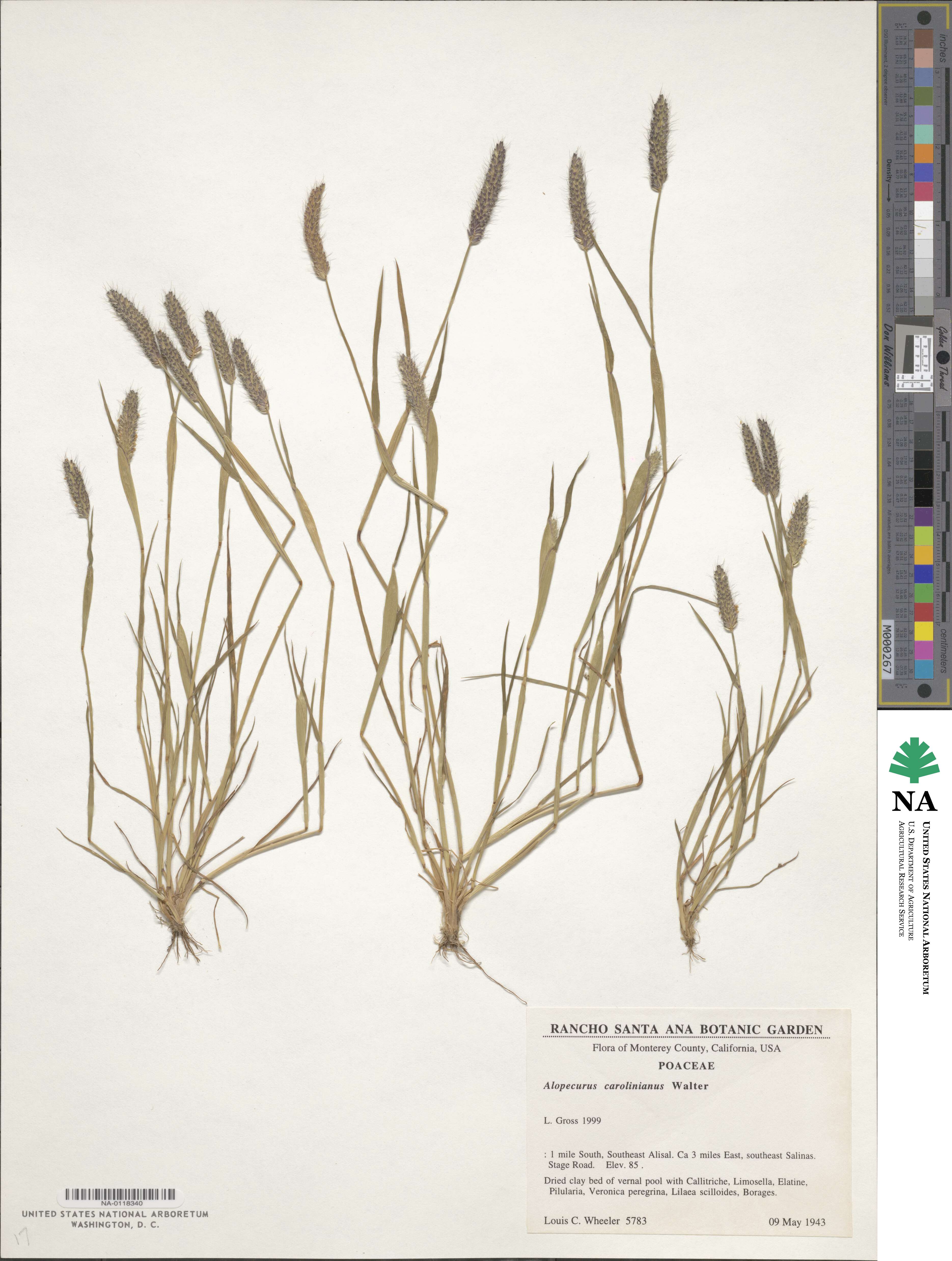 Alopecurus carolinianus image