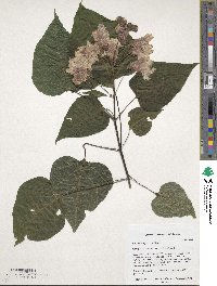 Catalpa bungei image