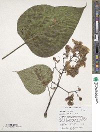 Catalpa bignonioides image