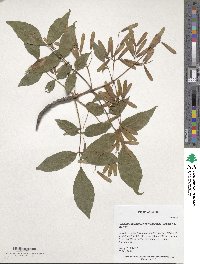 Fraxinus chinensis image