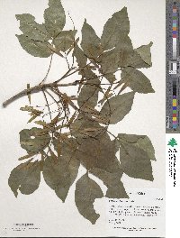 Fraxinus chinensis image