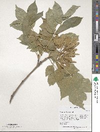 Fraxinus chinensis image