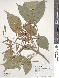 Fraxinus chinensis image