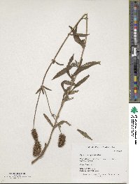 Coleus kirkii image